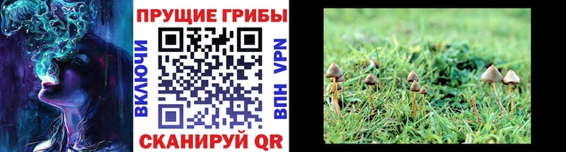 Псилоцибиновые грибы прущие грибы Купить где Верхняя Салда